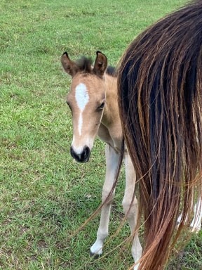 Filly born 5.2.2020 
Pitkin , Louisiana